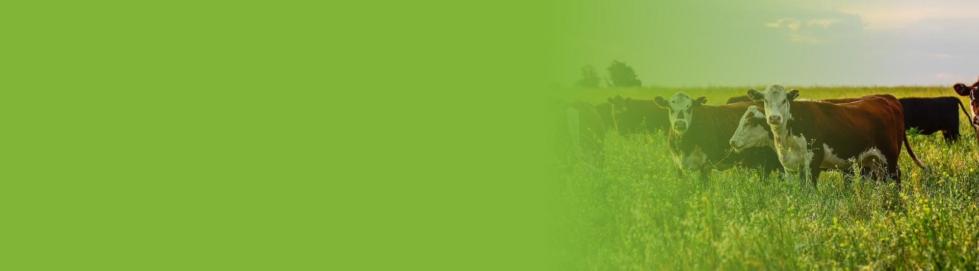 Tecnología en Producción de Ganadería Sostenible